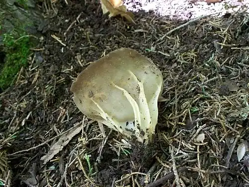 Prominent ribs on the outer surface are characteristic