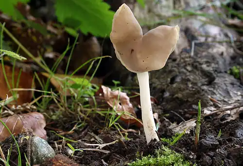 H. ephippium