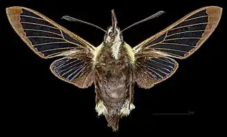 Female ventral