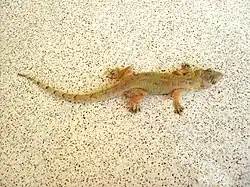 Tropical House Gecko (Hemidactylus mabouia)