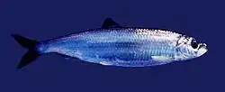 Clupea harengus, 'Atlantic herring'