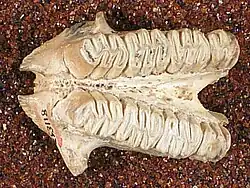 Hutia jawbone