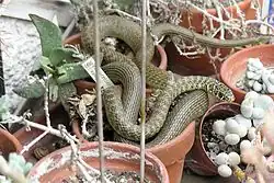 Green whip snake