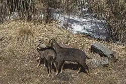 Brown bovid