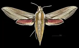 Female dorsal