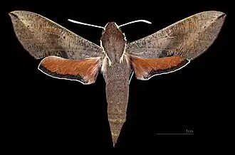 Female dorsal