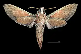 Female ventral