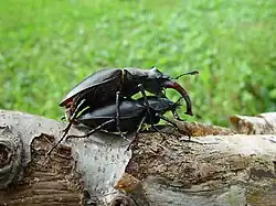 Mating