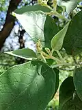 B. cordata leaves