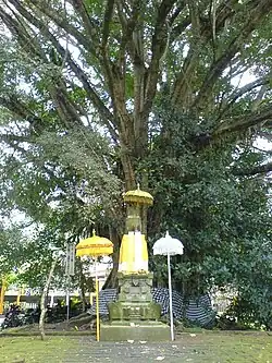 Holy tree near a Hindu temple, Tirta Empul, Bali, Indonesia