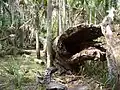 Another view of the fallen tree