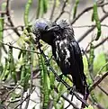 Grooming after bath in the rain in India.