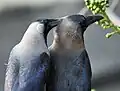 Grooming behaviour in India.