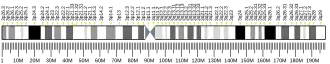 Chromosome 3 (human)