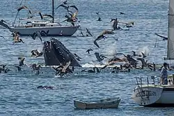 Humpback whale lunge feeding off Avila Beach, 2012