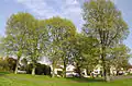 Pruned 'Vegeta' in Hove Park, East Sussex (2006)