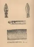 Figure 2. The sea snake Hydrophis phipsonii (Hydrophis cyanocinctus) found in the Bombay harbour, described by James A. Murray
