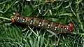 Larva