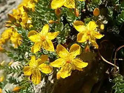 Flowers of Hypericum sechmenii