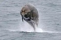 Northern bottlenose whale