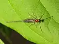 Calliephialtes grapholithae female