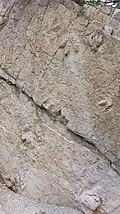 Dinosaur track in San Martín Atexcal