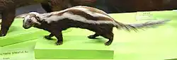 Mounted specimen of an animal with dark brown fur and white stripes placed on a green platform