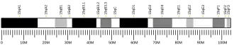 Chromosome 15 (mouse)