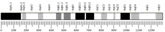 Chromosome 8 (mouse)
