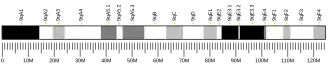 Chromosome 9 (mouse)