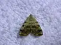 Idia americalis