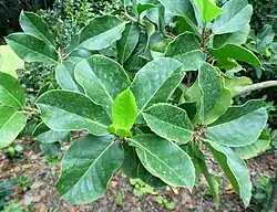 subsp. platyphylla