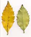 Illawarra socketwood, old leaves