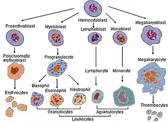 Blood cell lineage