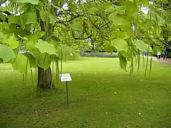 An Indian Bean Tree