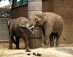 Asian elephant