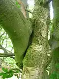 Very rare inosculated Beech and Birch in the Giffordland Glen