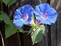 Blue flowers