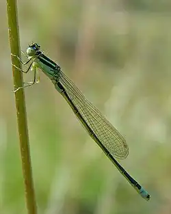 Ischnura pumilio