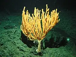 Isidella tentaculum, an isidid