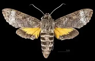 ♀