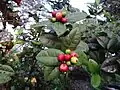 Ripe Ixora seeds (red ones)