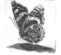 Plate of butterfly by Maria Sybille Merian