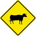 W13 Cattle
