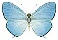 J. c. claudia