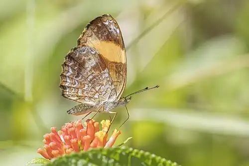 T. jana, Ecuador