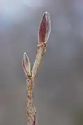 A bud in early spring