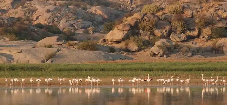Jawai_Bandh4