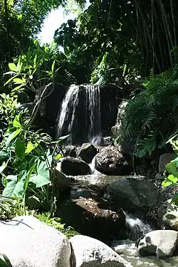 Jungle Garden