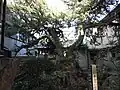 400 year old juniper tree designated a Natural Monument of the community.